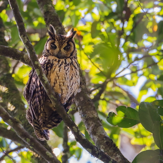 Ranomafana - Madagascan long-eared owl
